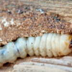 Houtworm larve